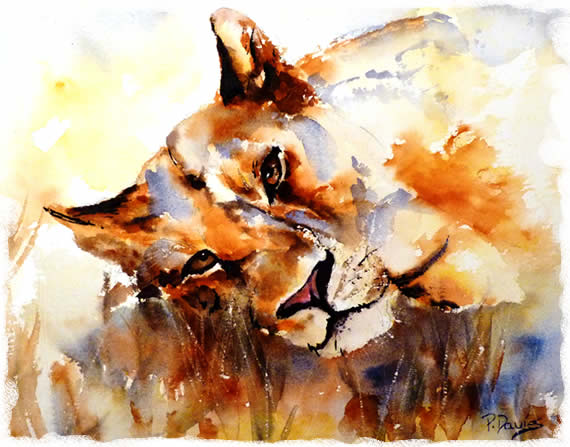 lion_eyes Lion Eyes - Watercolour - Patricia Davies